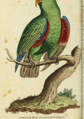 Reproducción/Reproduction 49091580272: The Naturalist's Pocket Magazine or compleat cabinet of the curiosities and beauties of nature.. London.. 