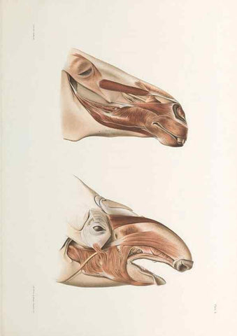 Reproducción/Reproduction 49092166122: The elephant's head :. [Copenhagen :s.n.] ;1908-1925. 