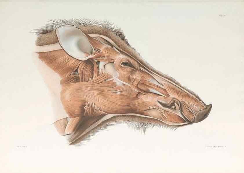 Reproducción/Reproduction 49092166602: The elephant's head :. [Copenhagen :s.n.] ;1908-1925. 
