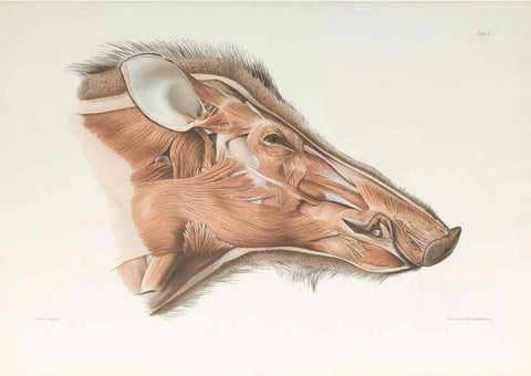 Reproducción/Reproduction 49092166602: The elephant's head :. [Copenhagen :s.n.] ;1908-1925. 