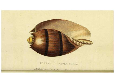 Reproducción/Reproduction 49095912172: The Naturalist's Pocket Magazine or compleat cabinet of the curiosities and beauties of nature.. London.. 