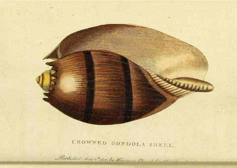 Reproducción/Reproduction 49095912172: The Naturalist's Pocket Magazine or compleat cabinet of the curiosities and beauties of nature.. London.. 