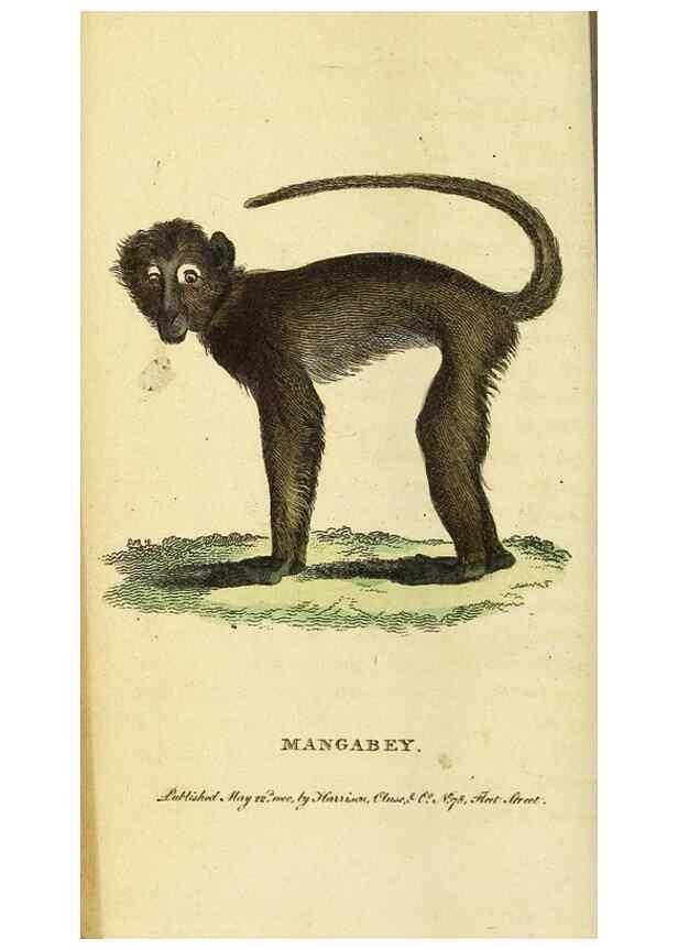 Reproducción/Reproduction 49095912447: The Naturalist's Pocket Magazine or compleat cabinet of the curiosities and beauties of nature.. London.. 