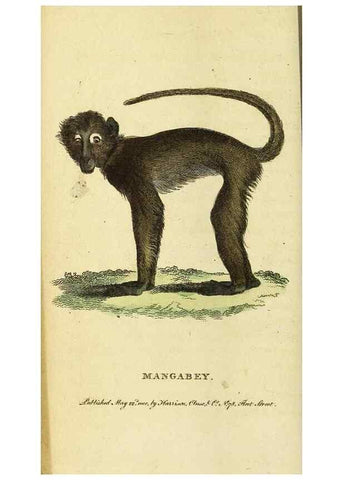 Reproducción/Reproduction 49095912447: The Naturalist's Pocket Magazine or compleat cabinet of the curiosities and beauties of nature.. London.. 