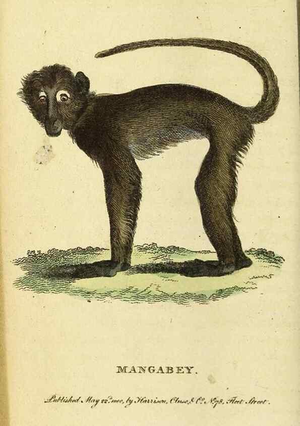 Reproducción/Reproduction 49095912447: The Naturalist's Pocket Magazine or compleat cabinet of the curiosities and beauties of nature.. London.. 