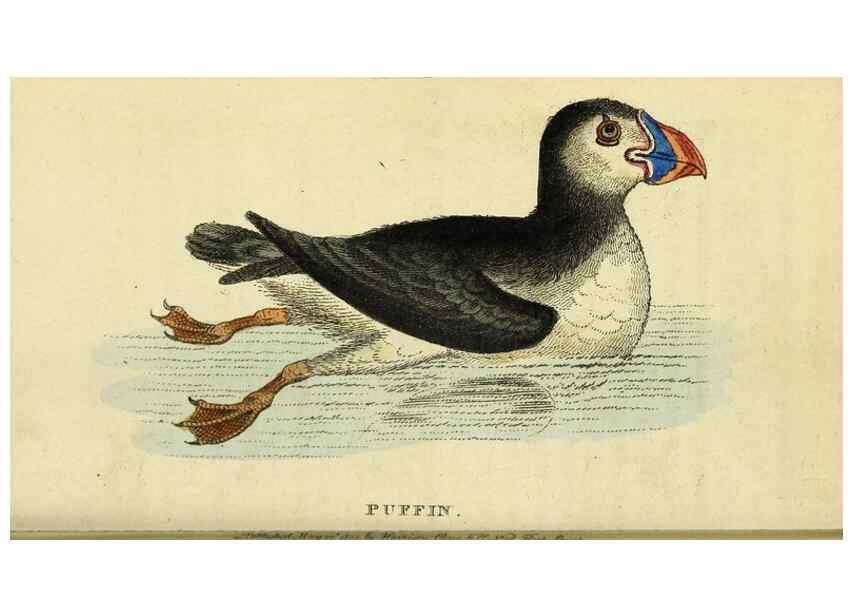 Reproducción/Reproduction 49095206753: The Naturalist's Pocket Magazine or compleat cabinet of the curiosities and beauties of nature.. London.. 