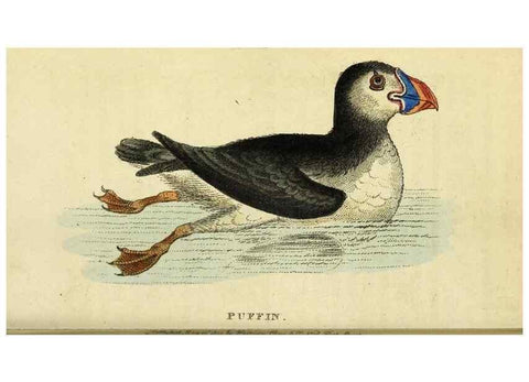 Reproducción/Reproduction 49095206753: The Naturalist's Pocket Magazine or compleat cabinet of the curiosities and beauties of nature.. London.. 
