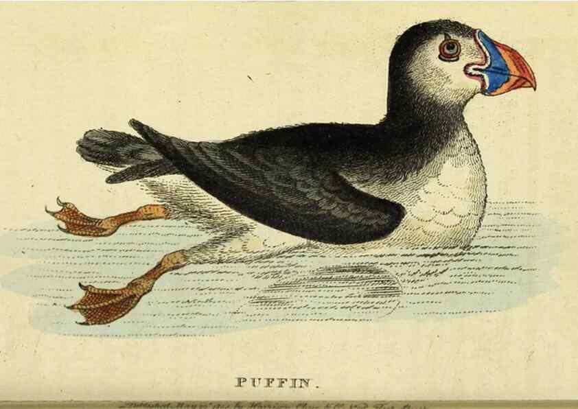 Reproducción/Reproduction 49095206753: The Naturalist's Pocket Magazine or compleat cabinet of the curiosities and beauties of nature.. London.. 