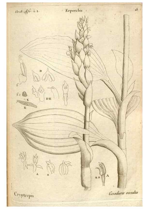 Reproducción/Reproduction 49121614457: Histoire particulière des plantes Orchidées recueillies sur les trois îles australes d'Afrique, de France, de Bourbon et de Madagascar /. Paris :L'auteur,1822.. 