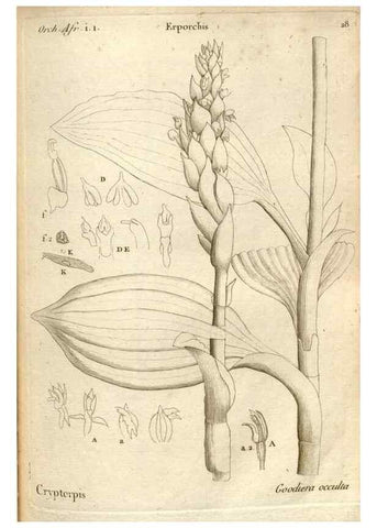 Reproducción/Reproduction 49121614457: Histoire particulière des plantes Orchidées recueillies sur les trois îles australes d'Afrique, de France, de Bourbon et de Madagascar /. Paris :L'auteur,1822.. 