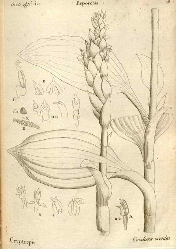 Reproducción/Reproduction 49121614457: Histoire particulière des plantes Orchidées recueillies sur les trois îles australes d'Afrique, de France, de Bourbon et de Madagascar /. Paris :L'auteur,1822.. 