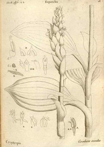 Reproducción/Reproduction 49121614457: Histoire particulière des plantes Orchidées recueillies sur les trois îles australes d'Afrique, de France, de Bourbon et de Madagascar /. Paris :L'auteur,1822.. 