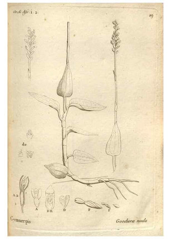 Reproducción/Reproduction 49120921753: Histoire particulière des plantes Orchidées recueillies sur les trois îles australes d'Afrique, de France, de Bourbon et de Madagascar /. Paris :L'auteur,1822.. 