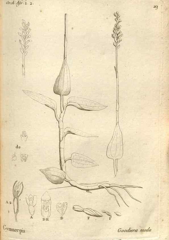 Reproducción/Reproduction 49120921753: Histoire particulière des plantes Orchidées recueillies sur les trois îles australes d'Afrique, de France, de Bourbon et de Madagascar /. Paris :L'auteur,1822.. 