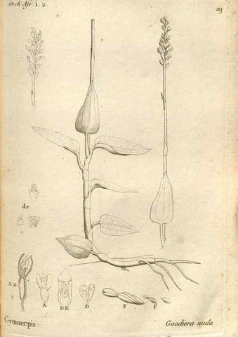Reproducción/Reproduction 49120921753: Histoire particulière des plantes Orchidées recueillies sur les trois îles australes d'Afrique, de France, de Bourbon et de Madagascar /. Paris :L'auteur,1822.. 