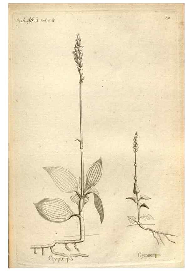 Reproducción/Reproduction 49120922083: Histoire particulière des plantes Orchidées recueillies sur les trois îles australes d'Afrique, de France, de Bourbon et de Madagascar /. Paris :L'auteur,1822.. 