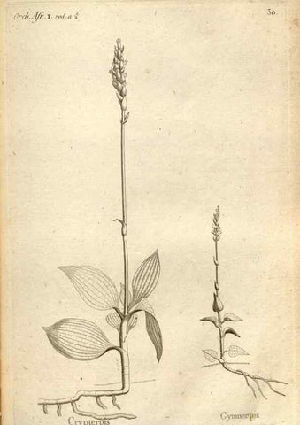 Reproducción/Reproduction 49120922083: Histoire particulière des plantes Orchidées recueillies sur les trois îles australes d'Afrique, de France, de Bourbon et de Madagascar /. Paris :L'auteur,1822.. 