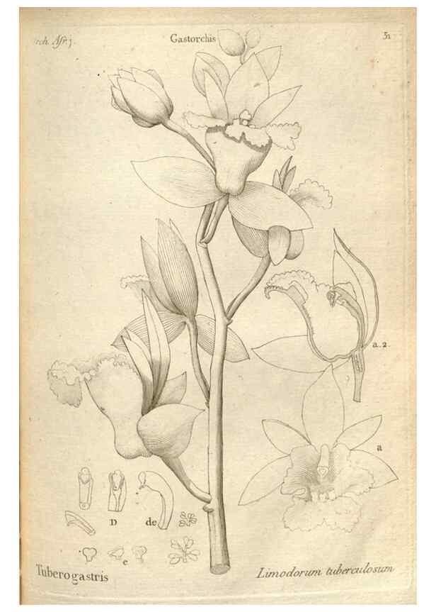 Reproducción/Reproduction 49121615482: Histoire particulière des plantes Orchidées recueillies sur les trois îles australes d'Afrique, de France, de Bourbon et de Madagascar /. Paris :L'auteur,1822.. 
