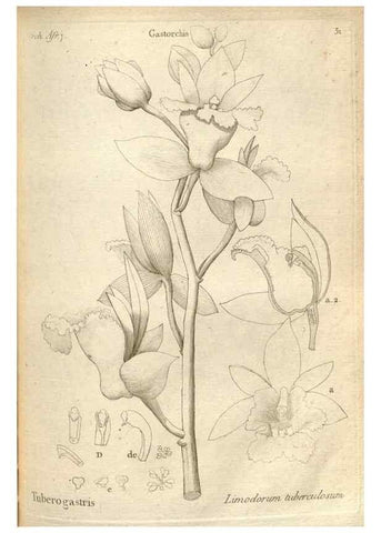 Reproducción/Reproduction 49121615482: Histoire particulière des plantes Orchidées recueillies sur les trois îles australes d'Afrique, de France, de Bourbon et de Madagascar /. Paris :L'auteur,1822.. 