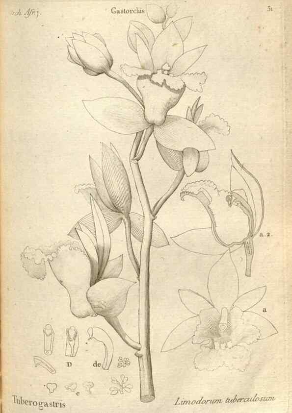Reproducción/Reproduction 49121615482: Histoire particulière des plantes Orchidées recueillies sur les trois îles australes d'Afrique, de France, de Bourbon et de Madagascar /. Paris :L'auteur,1822.. 