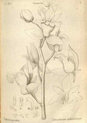 Reproducción/Reproduction 49121615482: Histoire particulière des plantes Orchidées recueillies sur les trois îles australes d'Afrique, de France, de Bourbon et de Madagascar /. Paris :L'auteur,1822.. 