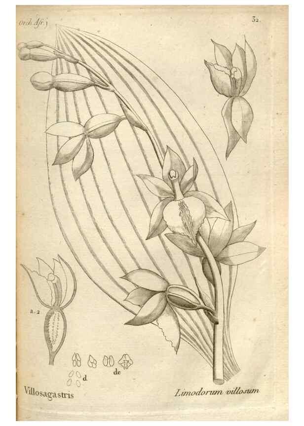 Reproducción/Reproduction 49121425821: Histoire particulière des plantes Orchidées recueillies sur les trois îles australes d'Afrique, de France, de Bourbon et de Madagascar /. Paris :L'auteur,1822.. 
