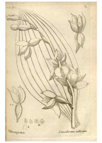 Reproducción/Reproduction 49121425821: Histoire particulière des plantes Orchidées recueillies sur les trois îles australes d'Afrique, de France, de Bourbon et de Madagascar /. Paris :L'auteur,1822.. 