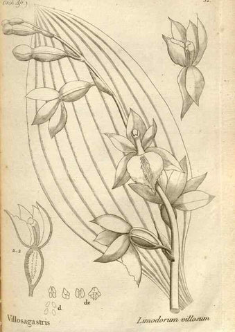 Reproducción/Reproduction 49121425821: Histoire particulière des plantes Orchidées recueillies sur les trois îles australes d'Afrique, de France, de Bourbon et de Madagascar /. Paris :L'auteur,1822.. 