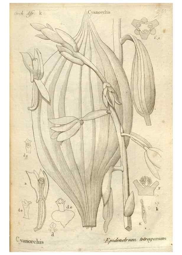 Reproducción/Reproduction 49121426111: Histoire particulière des plantes Orchidées recueillies sur les trois îles australes d'Afrique, de France, de Bourbon et de Madagascar /. Paris :L'auteur,1822.. 