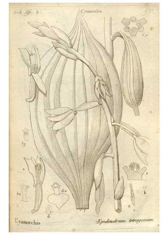 Reproducción/Reproduction 49121426111: Histoire particulière des plantes Orchidées recueillies sur les trois îles australes d'Afrique, de France, de Bourbon et de Madagascar /. Paris :L'auteur,1822.. 