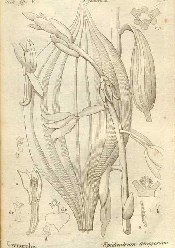 Reproducción/Reproduction 49121426111: Histoire particulière des plantes Orchidées recueillies sur les trois îles australes d'Afrique, de France, de Bourbon et de Madagascar /. Paris :L'auteur,1822.. 