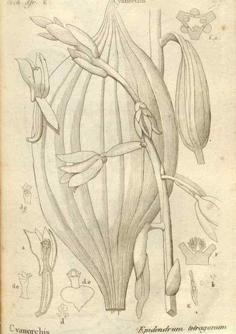 Reproducción/Reproduction 49121426111: Histoire particulière des plantes Orchidées recueillies sur les trois îles australes d'Afrique, de France, de Bourbon et de Madagascar /. Paris :L'auteur,1822.. 