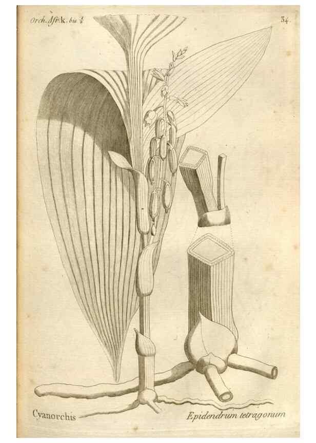 Reproducción/Reproduction 49121616372: Histoire particulière des plantes Orchidées recueillies sur les trois îles australes d'Afrique, de France, de Bourbon et de Madagascar /. Paris :L'auteur,1822.. 
