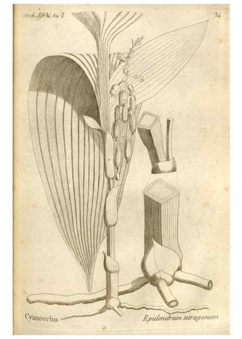 Reproducción/Reproduction 49121616372: Histoire particulière des plantes Orchidées recueillies sur les trois îles australes d'Afrique, de France, de Bourbon et de Madagascar /. Paris :L'auteur,1822.. 