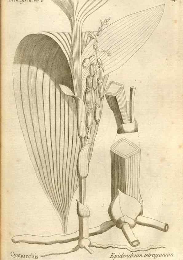 Reproducción/Reproduction 49121616372: Histoire particulière des plantes Orchidées recueillies sur les trois îles australes d'Afrique, de France, de Bourbon et de Madagascar /. Paris :L'auteur,1822.. 