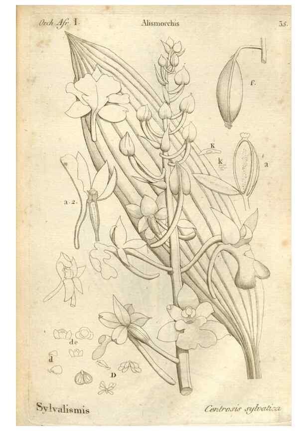 Reproducción/Reproduction 49120923448: Histoire particulière des plantes Orchidées recueillies sur les trois îles australes d'Afrique, de France, de Bourbon et de Madagascar /. Paris :L'auteur,1822.. 