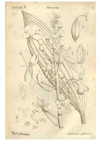 Reproducción/Reproduction 49120923448: Histoire particulière des plantes Orchidées recueillies sur les trois îles australes d'Afrique, de France, de Bourbon et de Madagascar /. Paris :L'auteur,1822.. 