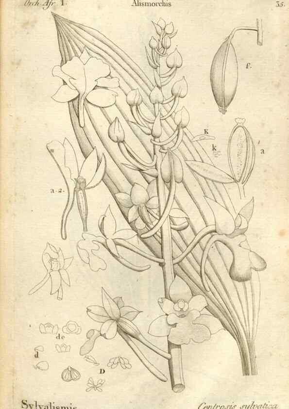 Reproducción/Reproduction 49120923448: Histoire particulière des plantes Orchidées recueillies sur les trois îles australes d'Afrique, de France, de Bourbon et de Madagascar /. Paris :L'auteur,1822.. 