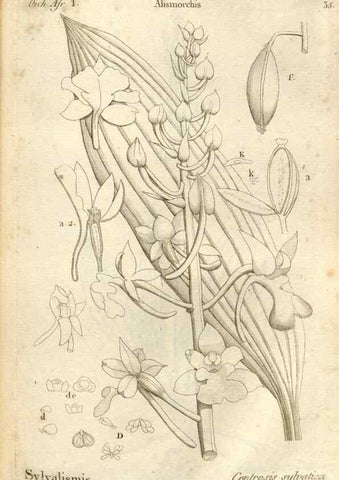 Reproducción/Reproduction 49120923448: Histoire particulière des plantes Orchidées recueillies sur les trois îles australes d'Afrique, de France, de Bourbon et de Madagascar /. Paris :L'auteur,1822.. 