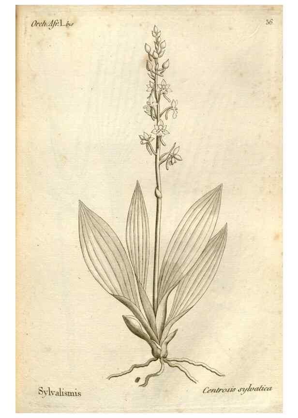 Reproducción/Reproduction 49121616842: Histoire particulière des plantes Orchidées recueillies sur les trois îles australes d'Afrique, de France, de Bourbon et de Madagascar /. Paris :L'auteur,1822.. 