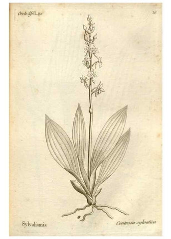 Reproducción/Reproduction 49121616842: Histoire particulière des plantes Orchidées recueillies sur les trois îles australes d'Afrique, de France, de Bourbon et de Madagascar /. Paris :L'auteur,1822.. 