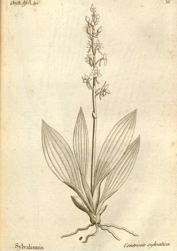 Reproducción/Reproduction 49121616842: Histoire particulière des plantes Orchidées recueillies sur les trois îles australes d'Afrique, de France, de Bourbon et de Madagascar /. Paris :L'auteur,1822.. 