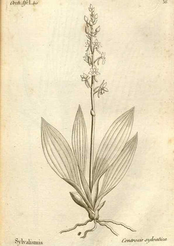 Reproducción/Reproduction 49121616842: Histoire particulière des plantes Orchidées recueillies sur les trois îles australes d'Afrique, de France, de Bourbon et de Madagascar /. Paris :L'auteur,1822.. 