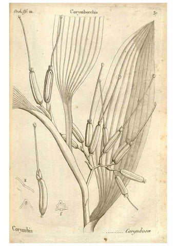 Reproducción/Reproduction 49121427001: Histoire particulière des plantes Orchidées recueillies sur les trois îles australes d'Afrique, de France, de Bourbon et de Madagascar /. Paris :L'auteur,1822.. 