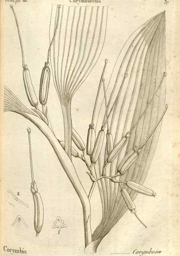 Reproducción/Reproduction 49121427001: Histoire particulière des plantes Orchidées recueillies sur les trois îles australes d'Afrique, de France, de Bourbon et de Madagascar /. Paris :L'auteur,1822.. 