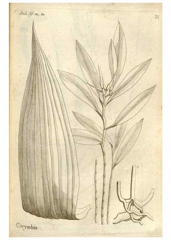 Reproducción/Reproduction 49120924298: Histoire particulière des plantes Orchidées recueillies sur les trois îles australes d'Afrique, de France, de Bourbon et de Madagascar /. Paris :L'auteur,1822.. 