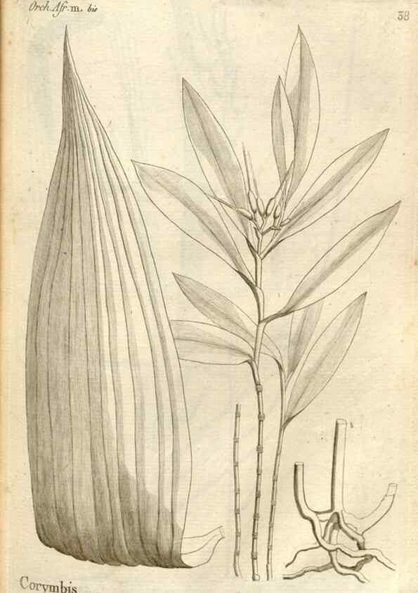 Reproducción/Reproduction 49120924298: Histoire particulière des plantes Orchidées recueillies sur les trois îles australes d'Afrique, de France, de Bourbon et de Madagascar /. Paris :L'auteur,1822.. 
