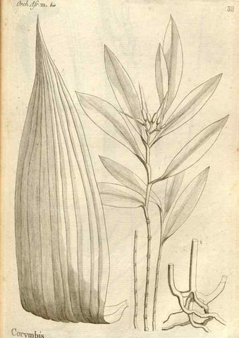 Reproducción/Reproduction 49120924298: Histoire particulière des plantes Orchidées recueillies sur les trois îles australes d'Afrique, de France, de Bourbon et de Madagascar /. Paris :L'auteur,1822.. 