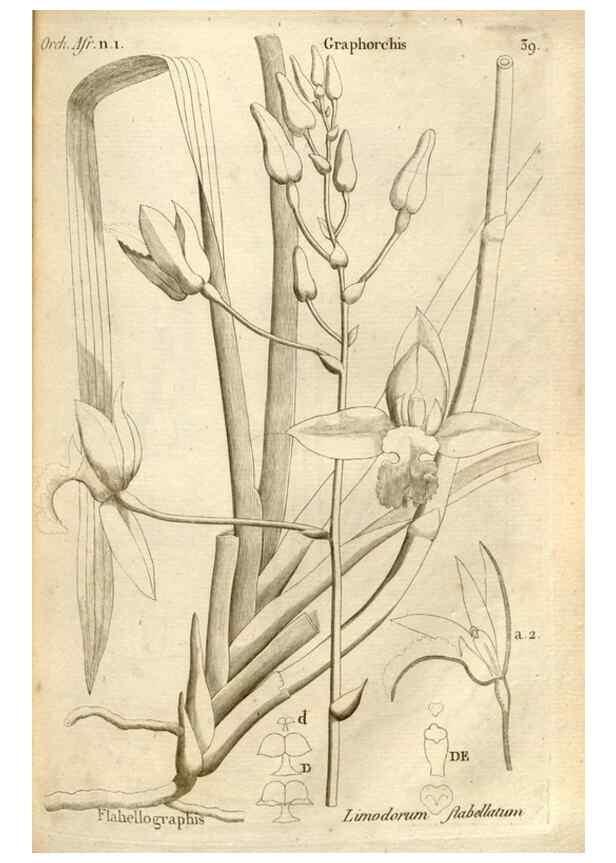 Reproducción/Reproduction 49120924543: Histoire particulière des plantes Orchidées recueillies sur les trois îles australes d'Afrique, de France, de Bourbon et de Madagascar /. Paris :L'auteur,1822.. 