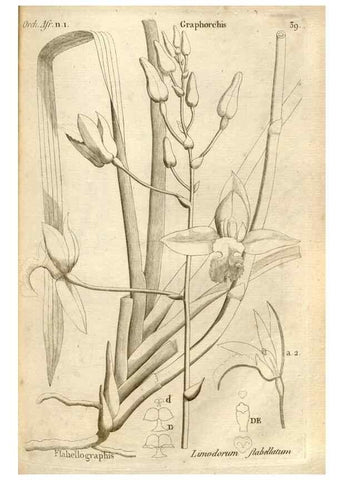 Reproducción/Reproduction 49120924543: Histoire particulière des plantes Orchidées recueillies sur les trois îles australes d'Afrique, de France, de Bourbon et de Madagascar /. Paris :L'auteur,1822.. 